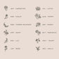 Illustrations of flowers corresponding to each month on a beige background